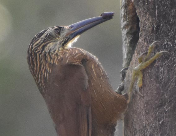 White-throated Woodcreeper - ML643472820