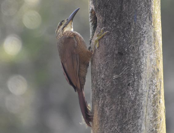 White-throated Woodcreeper - ML643472823