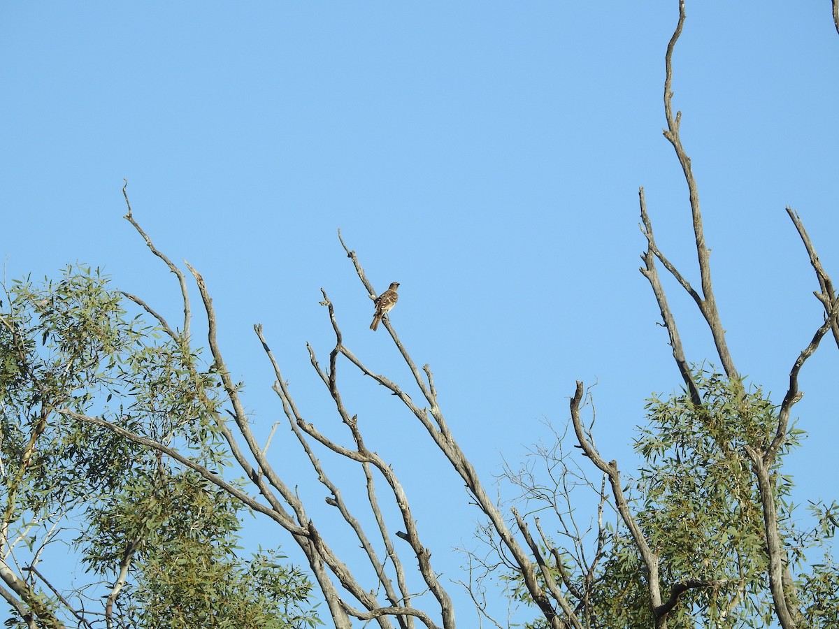 Spotted Bowerbird - ML643472832