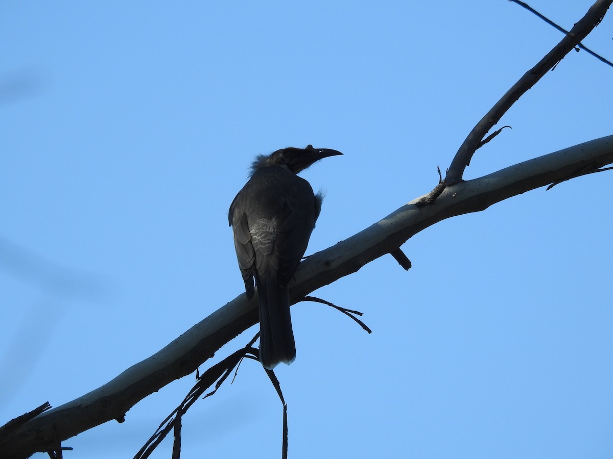 Noisy Friarbird - ML643472834