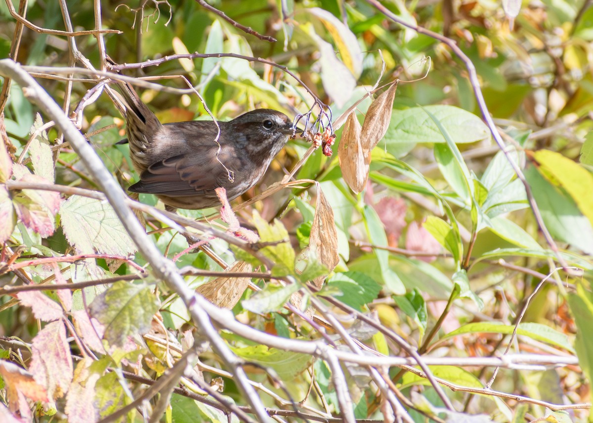 Song Sparrow - ML643472841