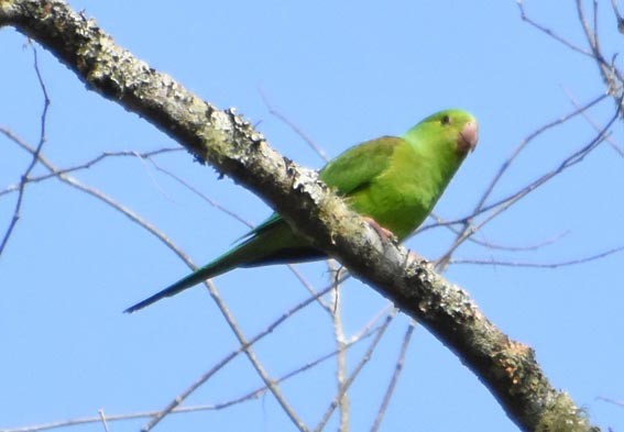 Plain Parakeet - ML643472847
