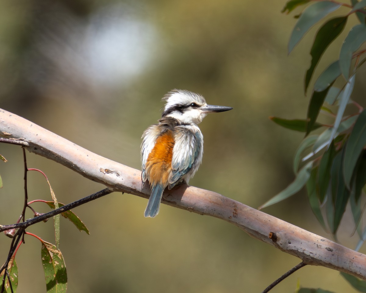Red-backed Kingfisher - ML643472852