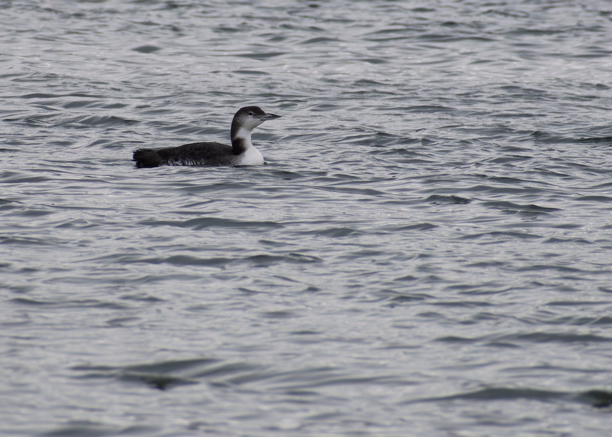 Common Loon - ML643472853