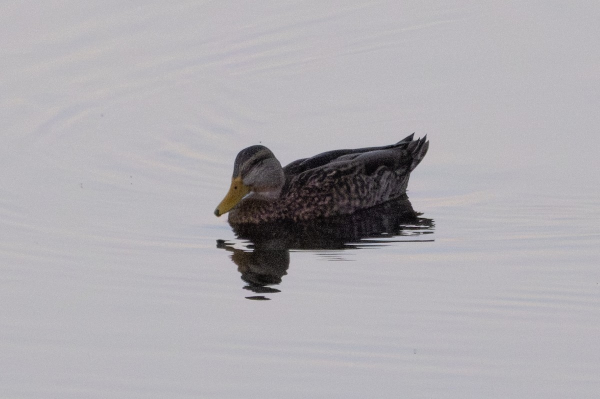 Mexican Duck - ML643472860