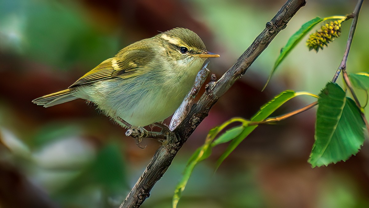 Greenish Warbler - ML643472865