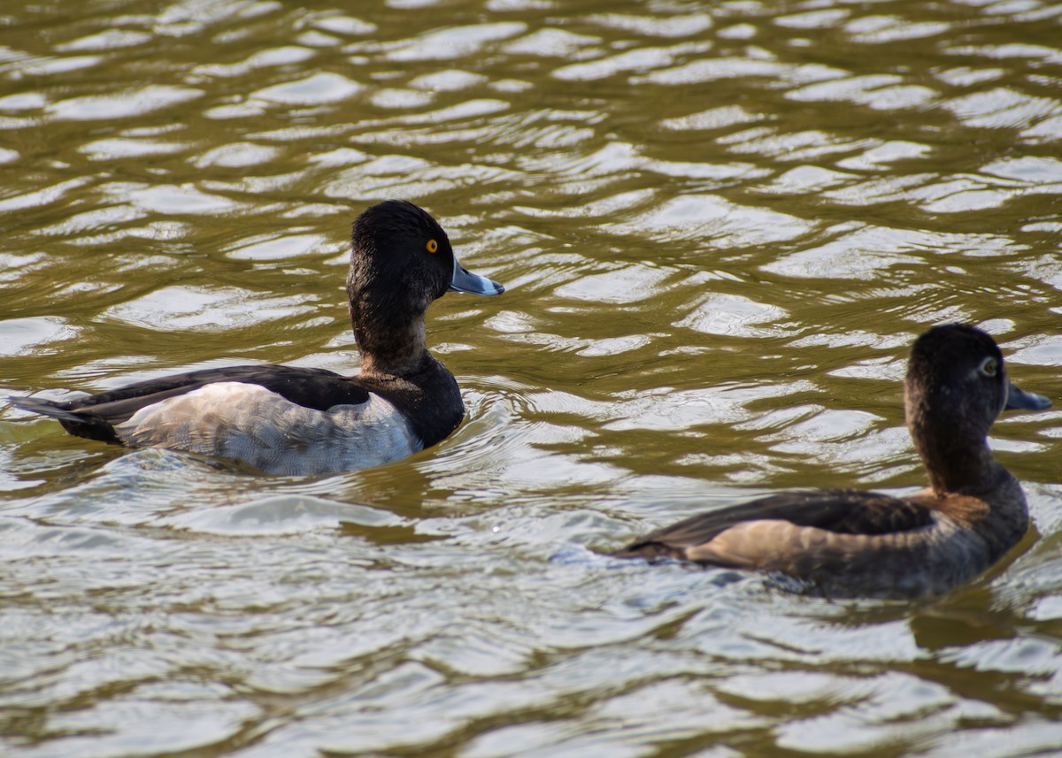 Ring-necked Duck - ML643472887
