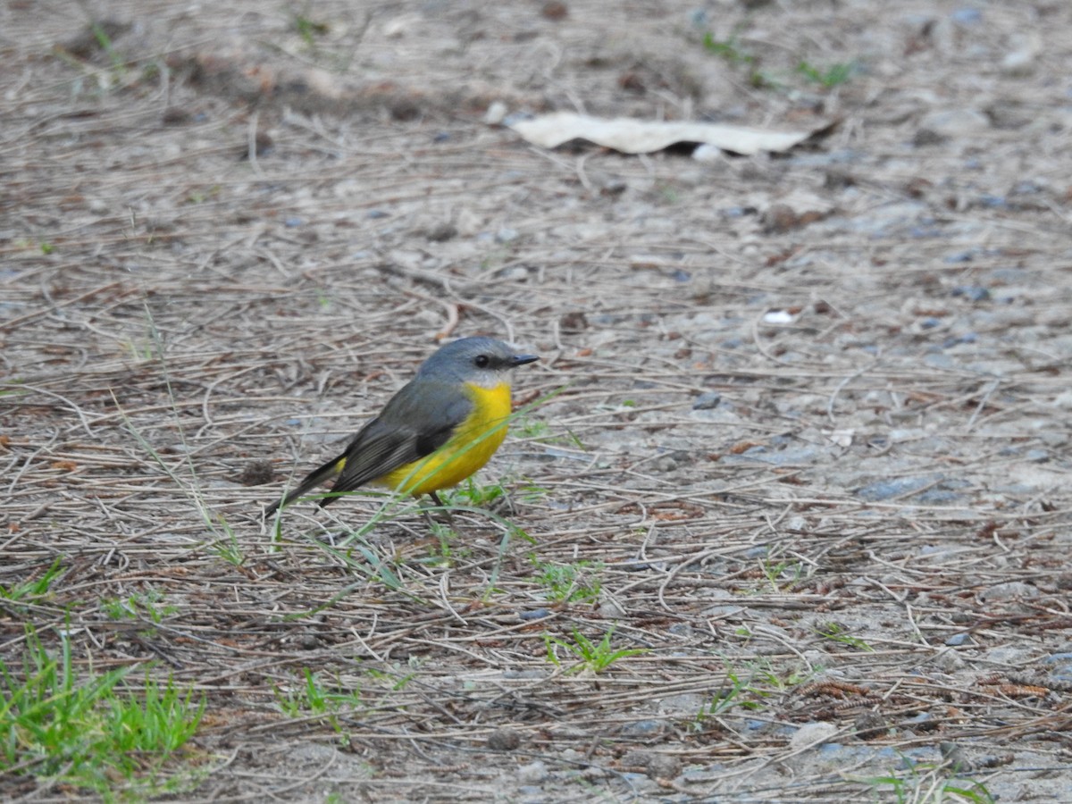 Eastern Yellow Robin - ML643472888