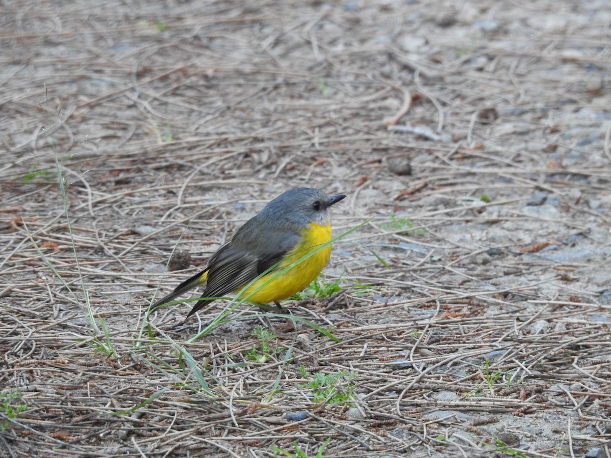 Eastern Yellow Robin - ML643472890