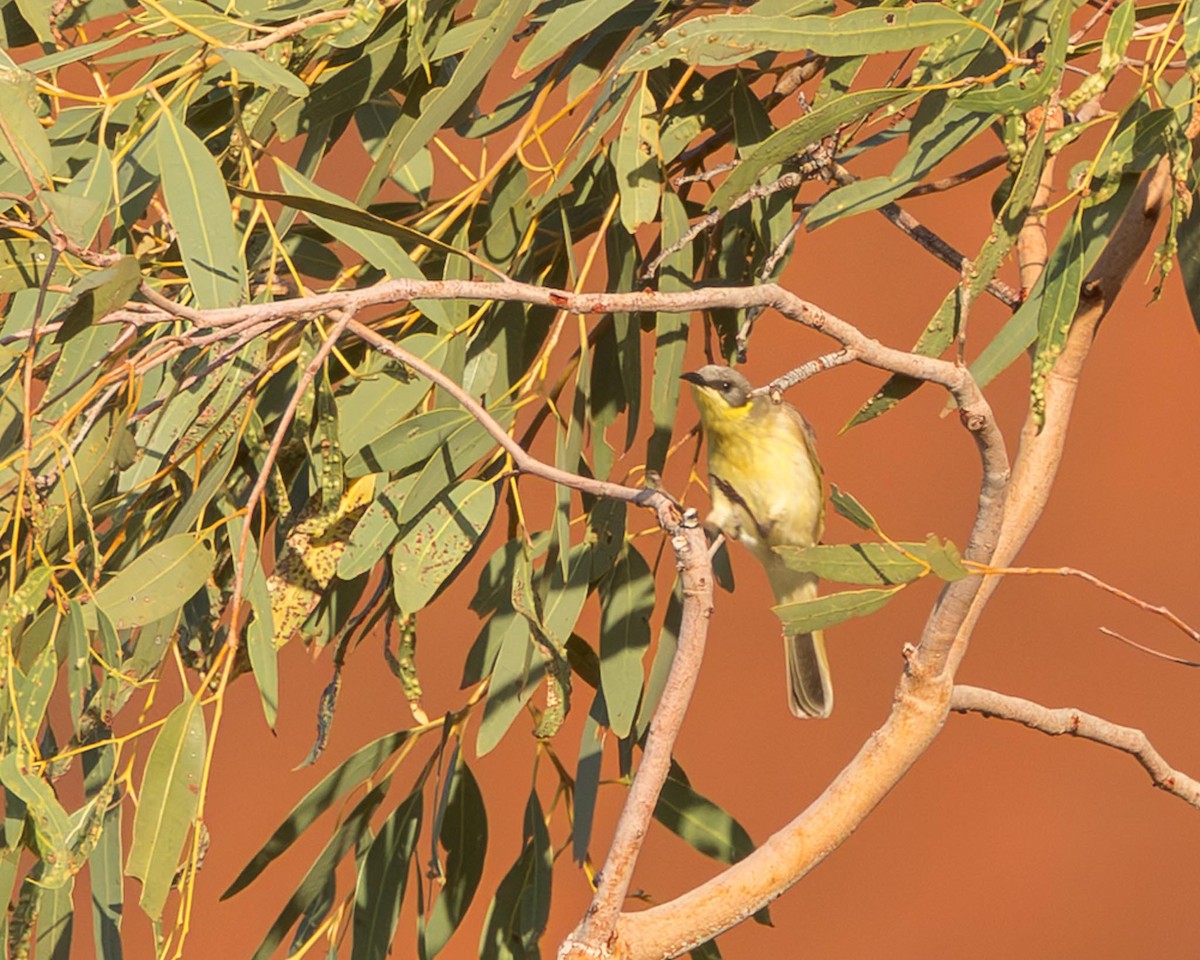 Gray-headed Honeyeater - ML643472898