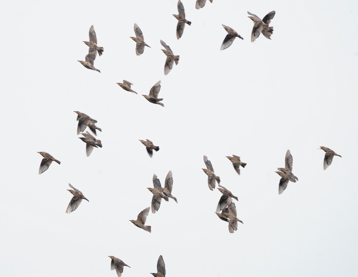 Rosy Starling - ML643472903