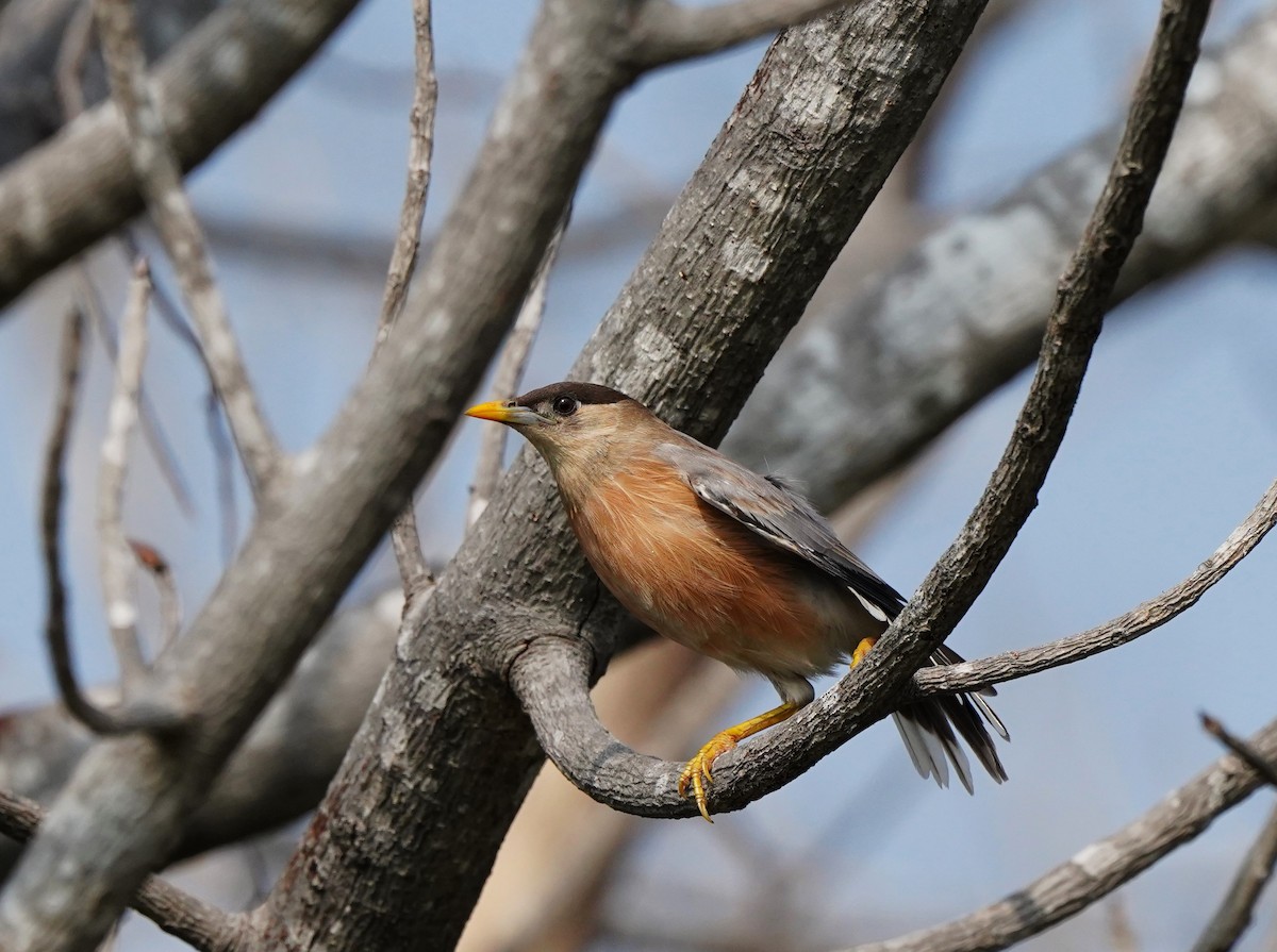 Rosy Starling - ML643472904