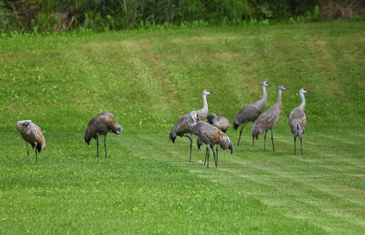 Sandhill Crane - ML643472924