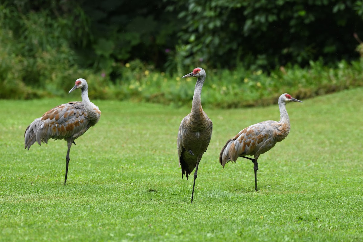 Sandhill Crane - ML643472927