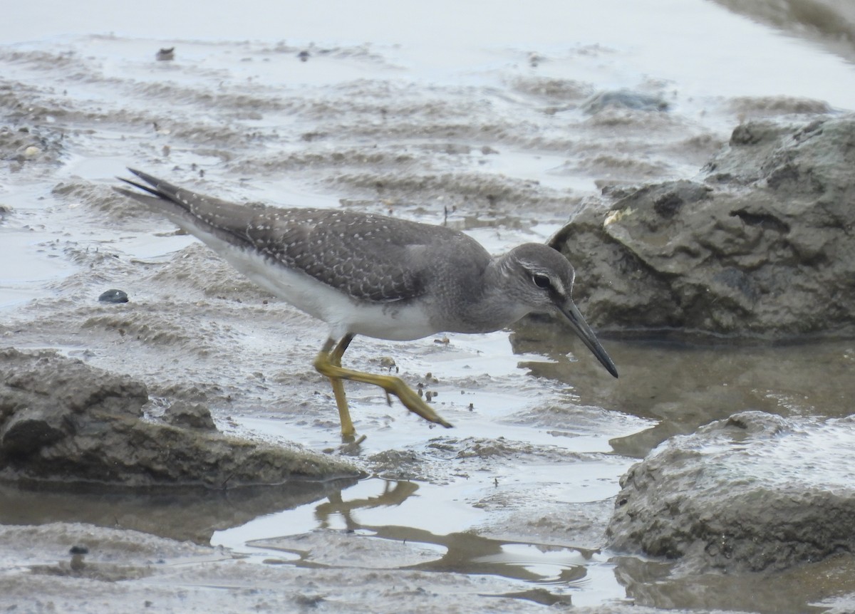 Gray-tailed Tattler - ML643472929