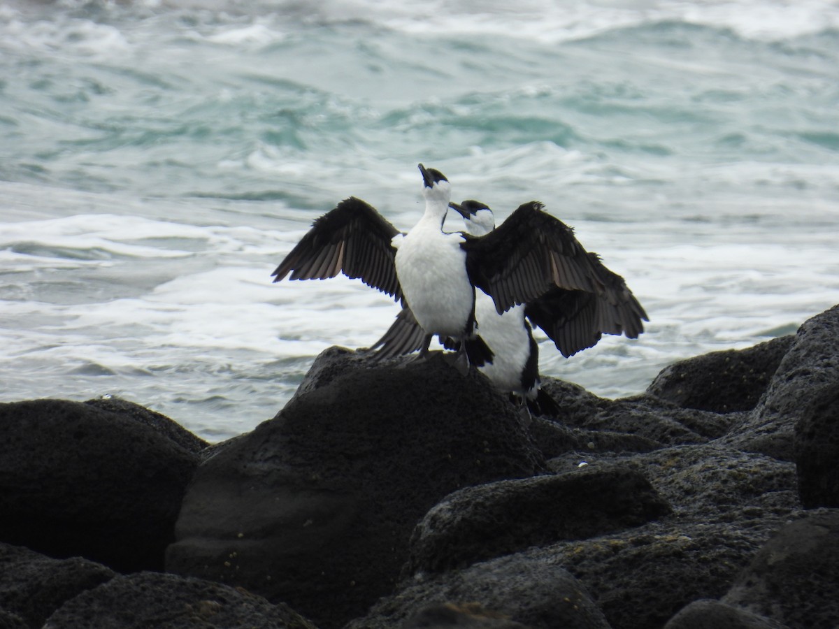 Black-faced Cormorant - ML643472931