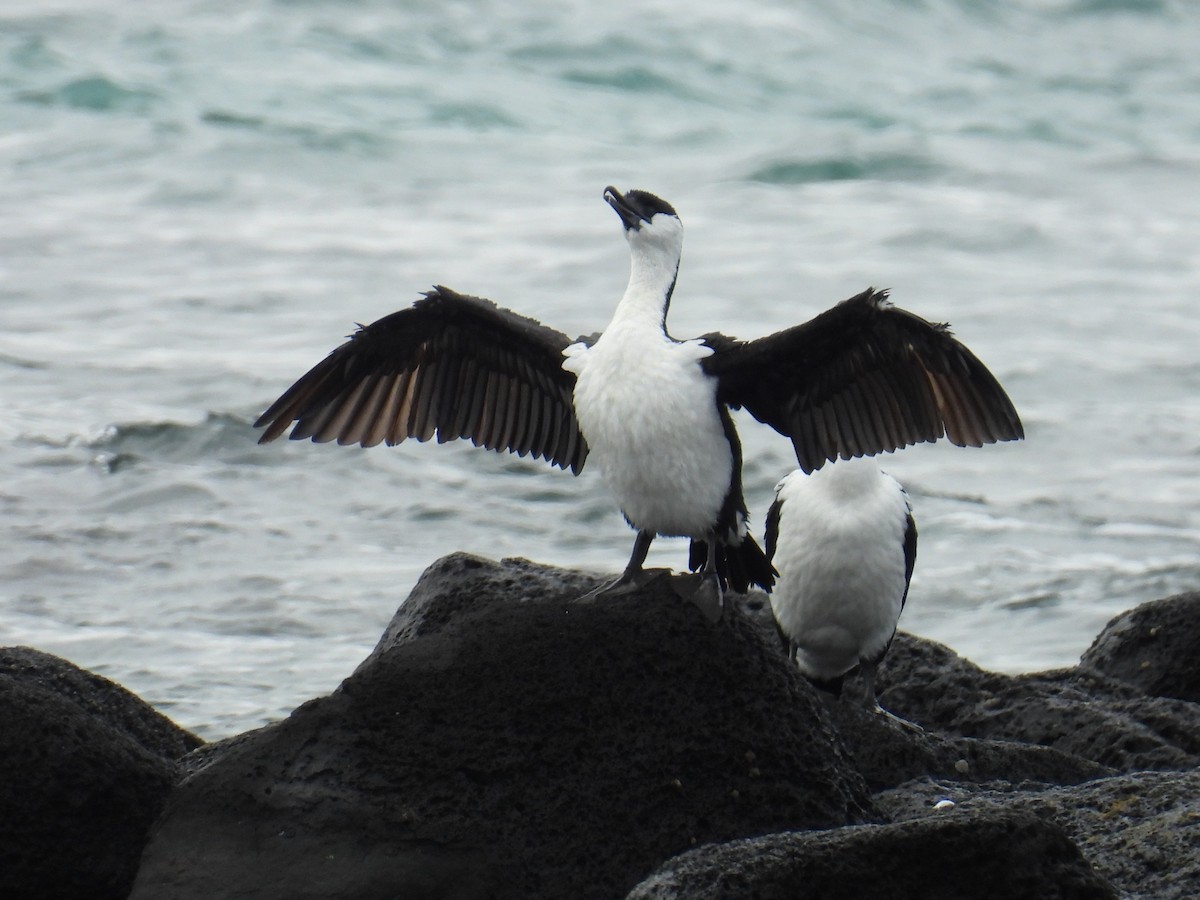 Black-faced Cormorant - ML643472932