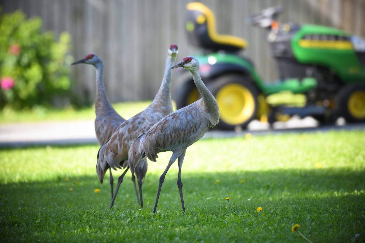 Sandhill Crane - ML643472933