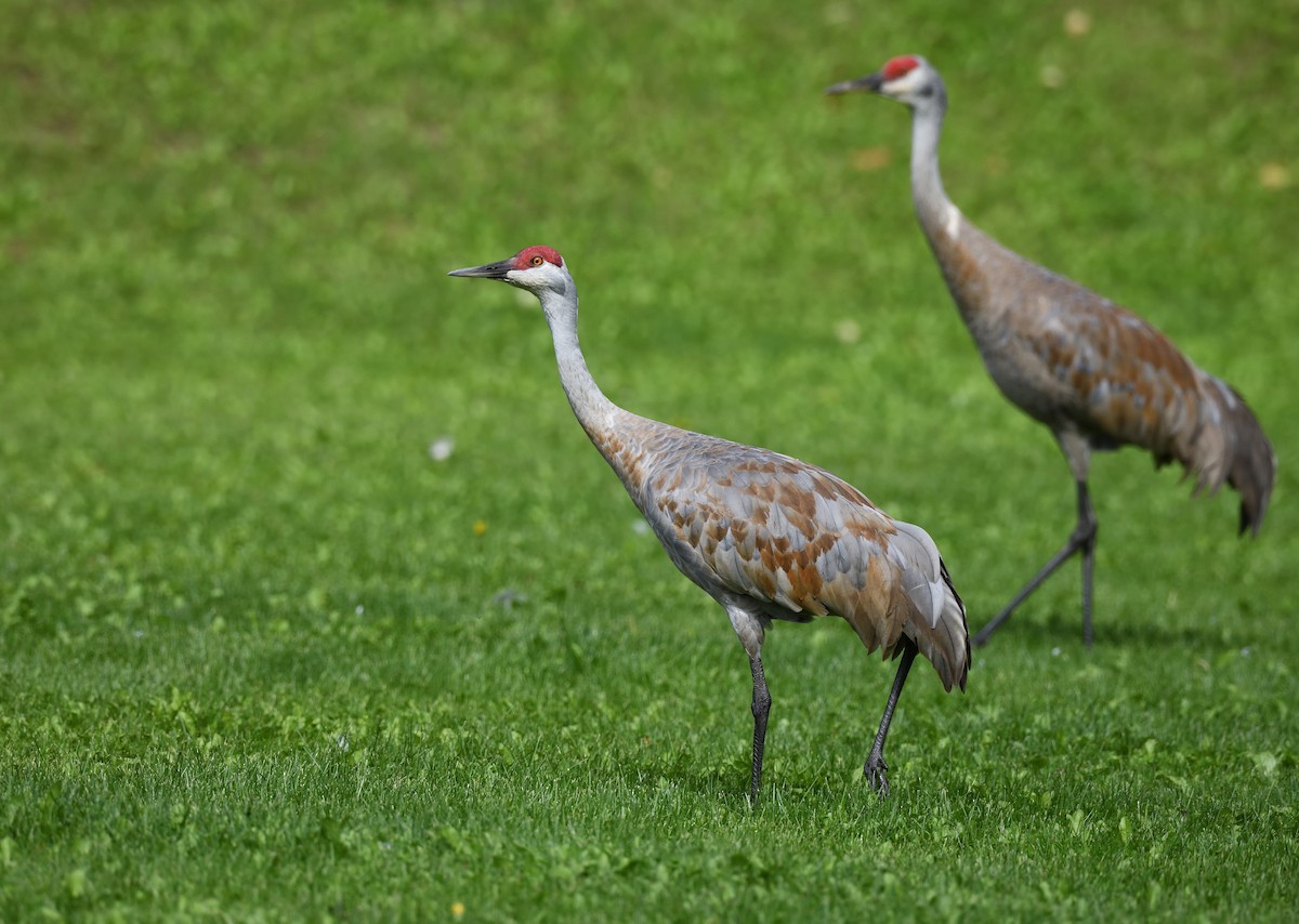 Sandhill Crane - ML643472934