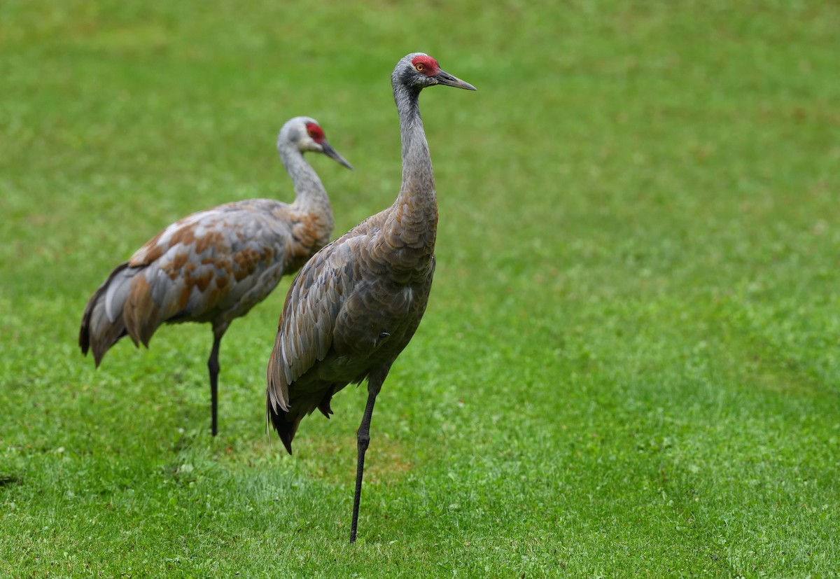 Sandhill Crane - ML643472938