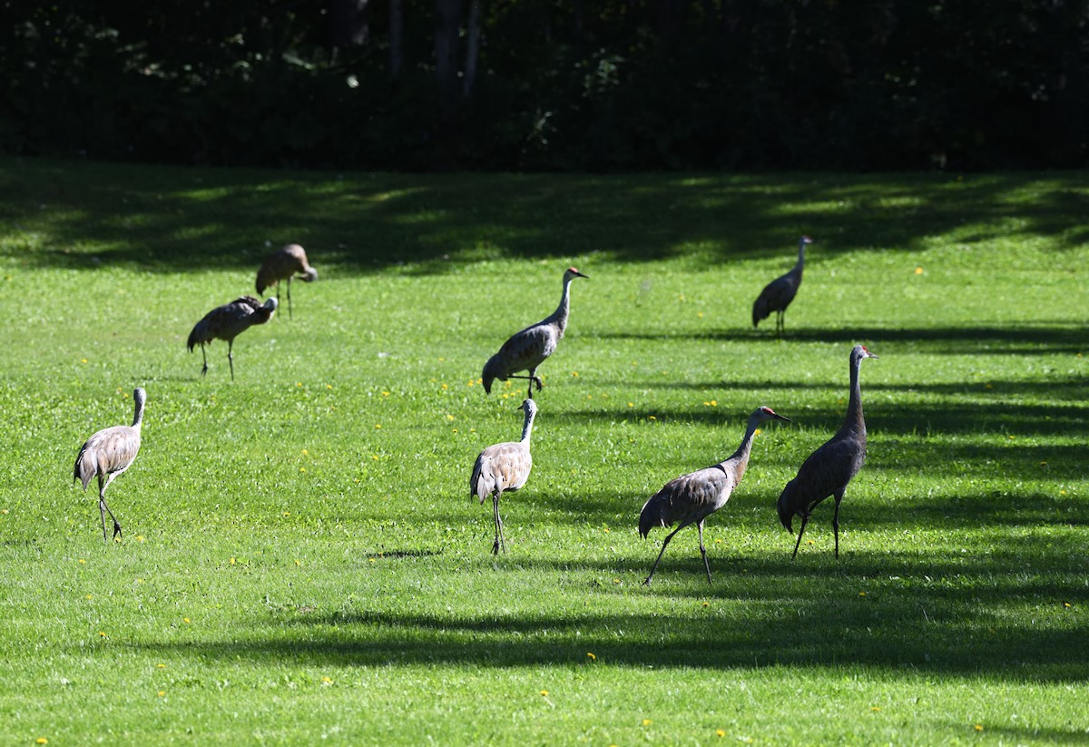 Sandhill Crane - ML643472940