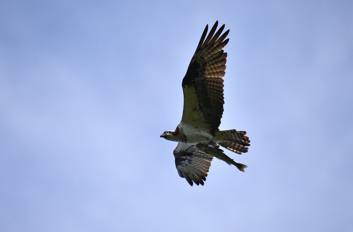 Osprey - ML643472955