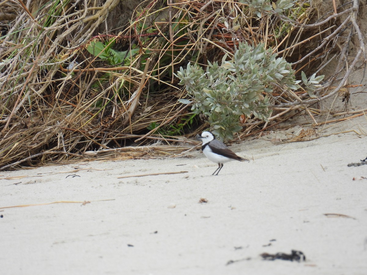 White-fronted Chat - ML643472974