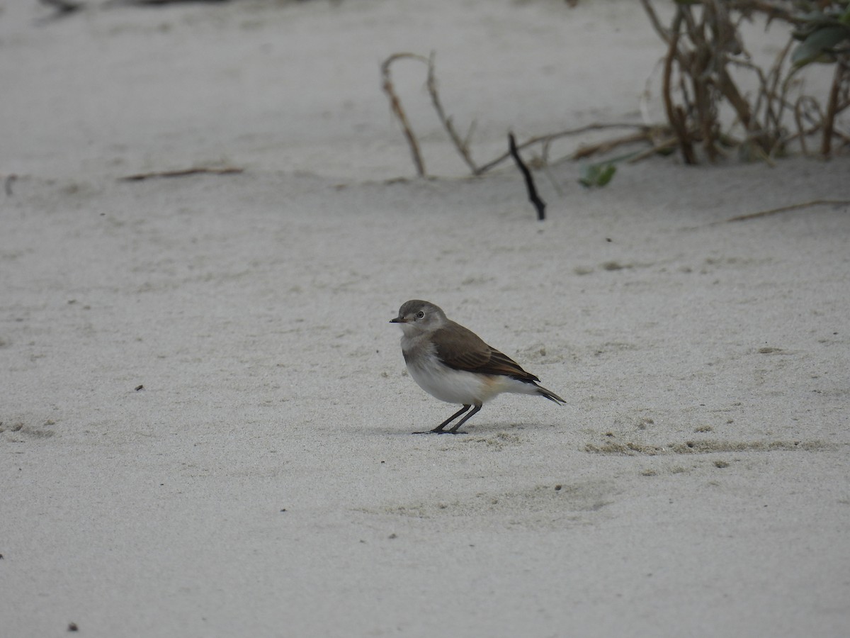 White-fronted Chat - ML643472976