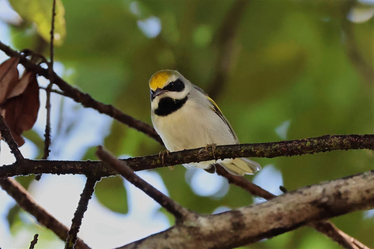 Golden-winged Warbler - ML643472977