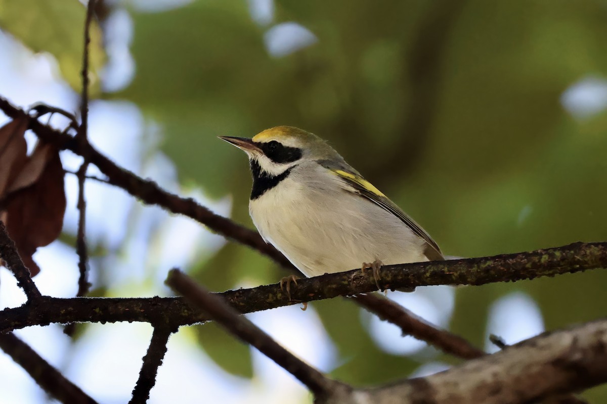 Golden-winged Warbler - ML643472979