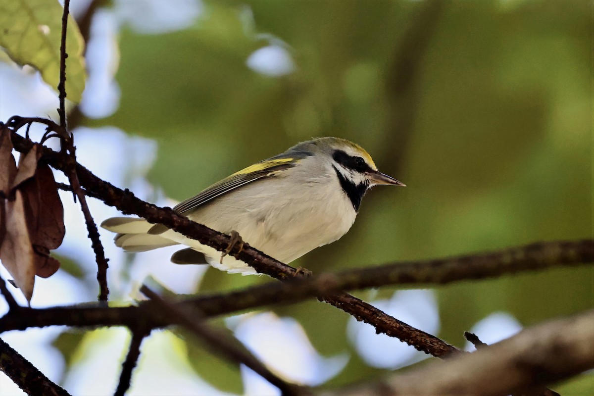 Golden-winged Warbler - ML643472982