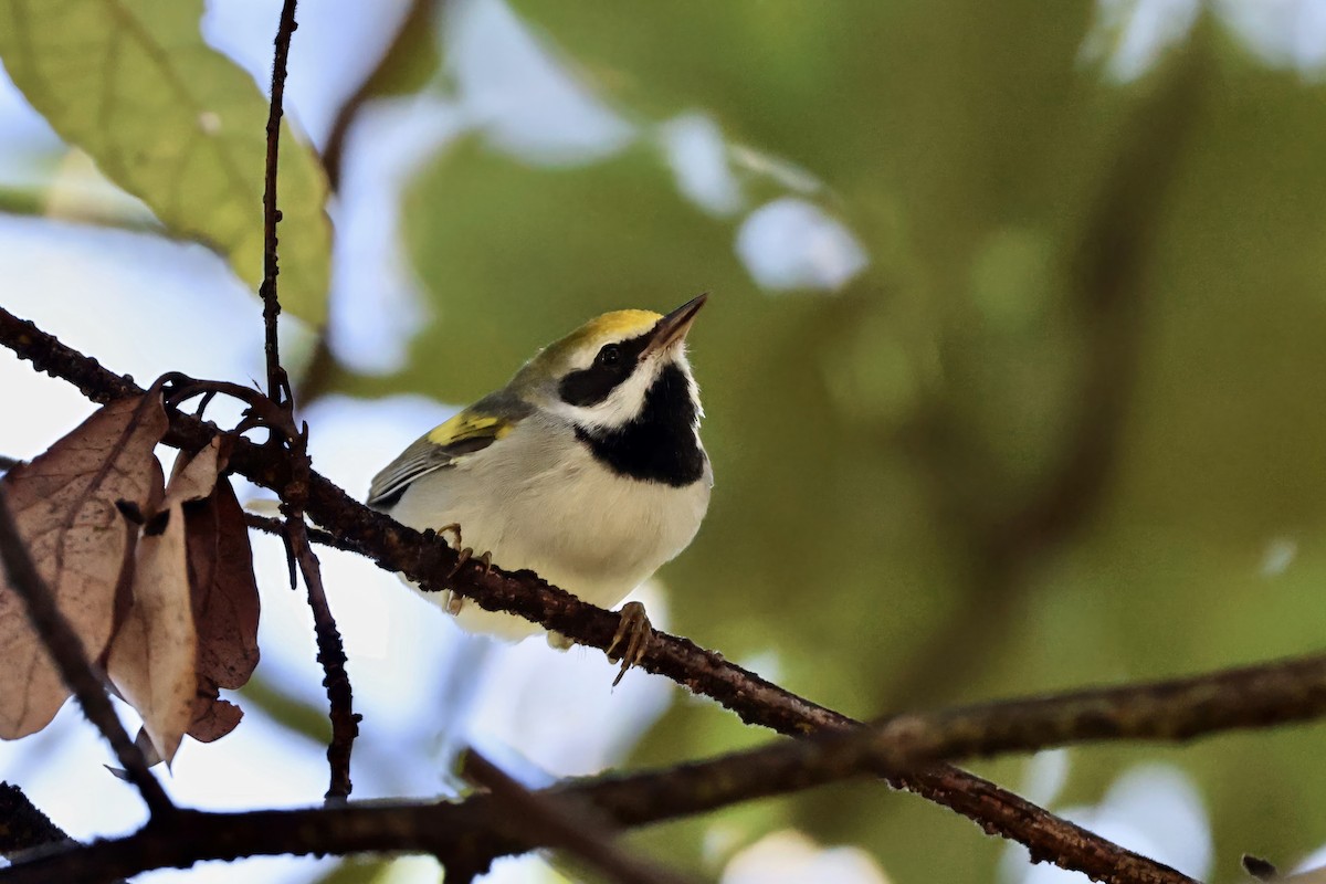 Golden-winged Warbler - ML643472983