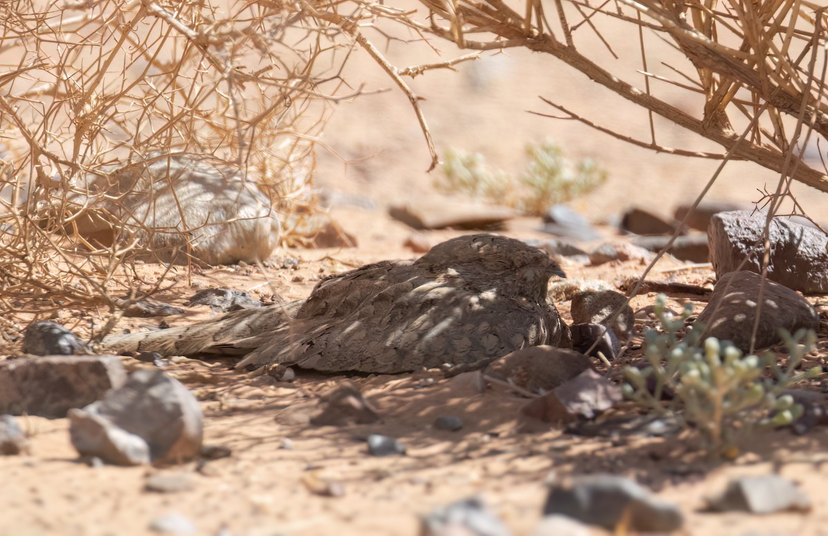 Egyptian Nightjar - ML643472994