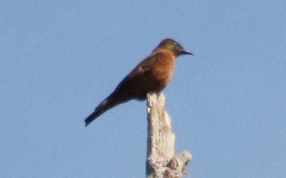 Cliff Flycatcher - ML643473017