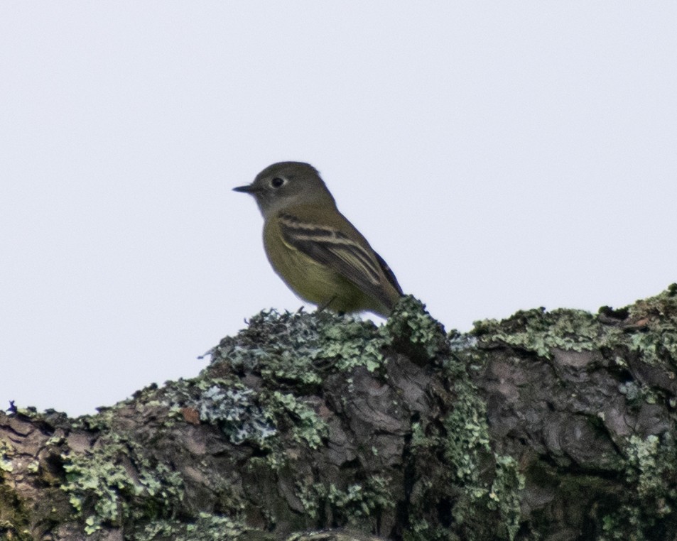 Hammond's Flycatcher - ML643473033