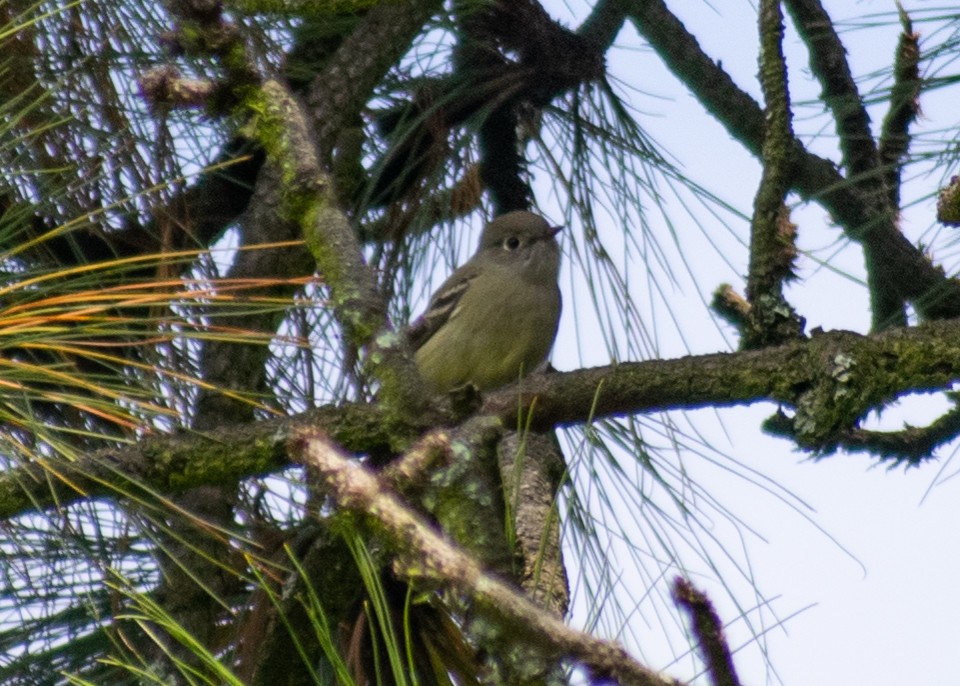 Hammond's Flycatcher - ML643473034
