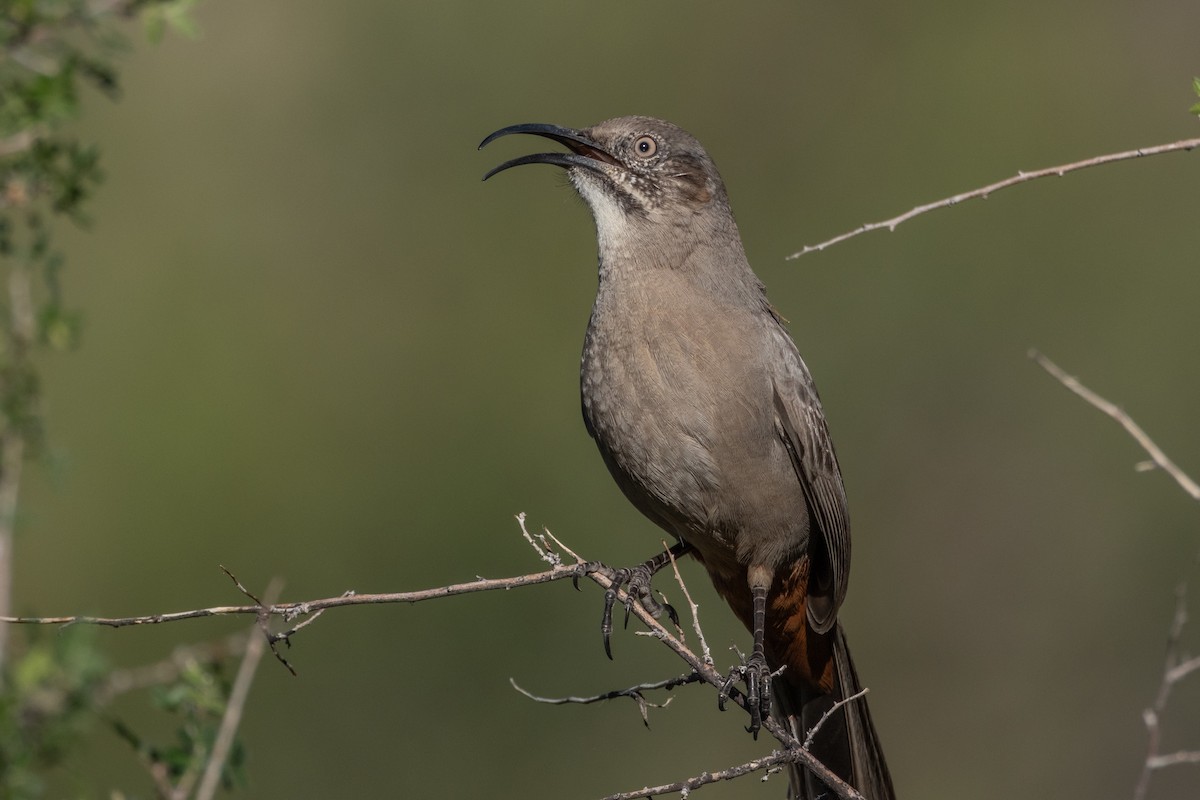 Crissal Thrasher - ML643473035