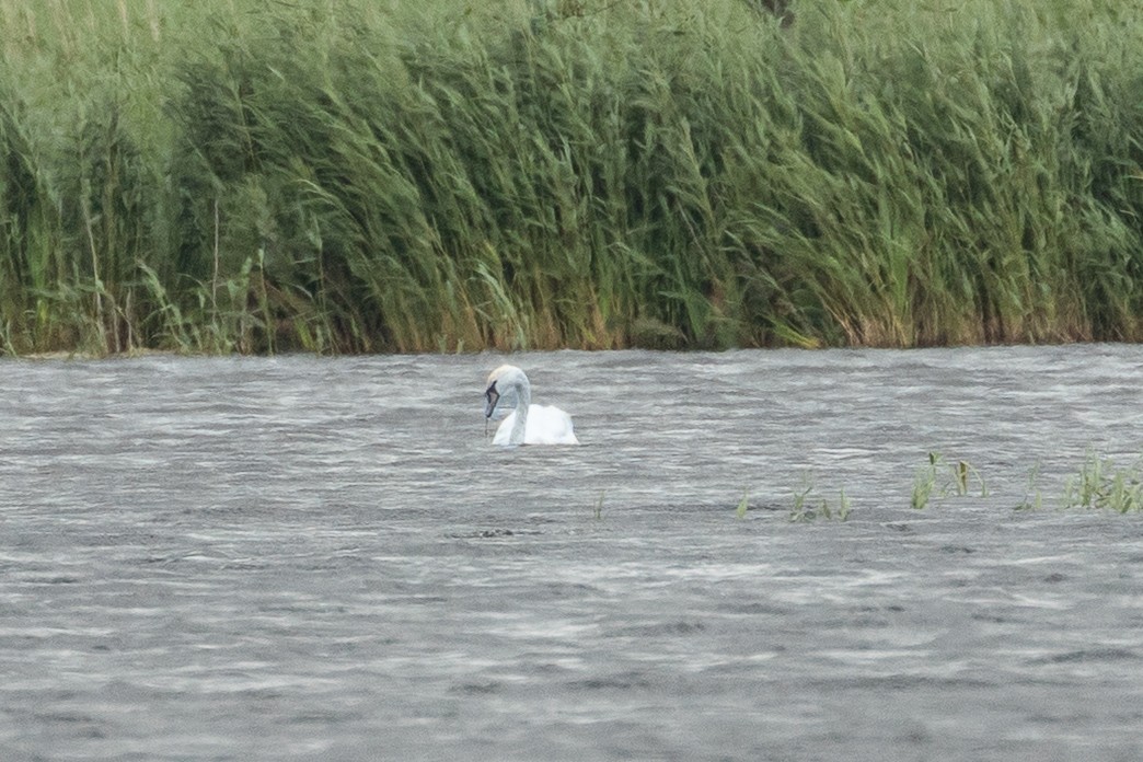 Kuğu - ML643473036