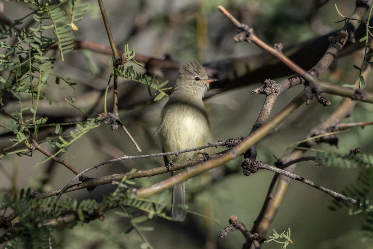 Northern Beardless-Tyrannulet - ML643473038