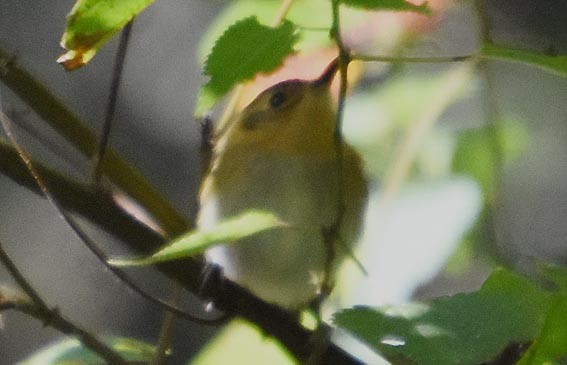 Ochre-faced Tody-Flycatcher - ML643473043