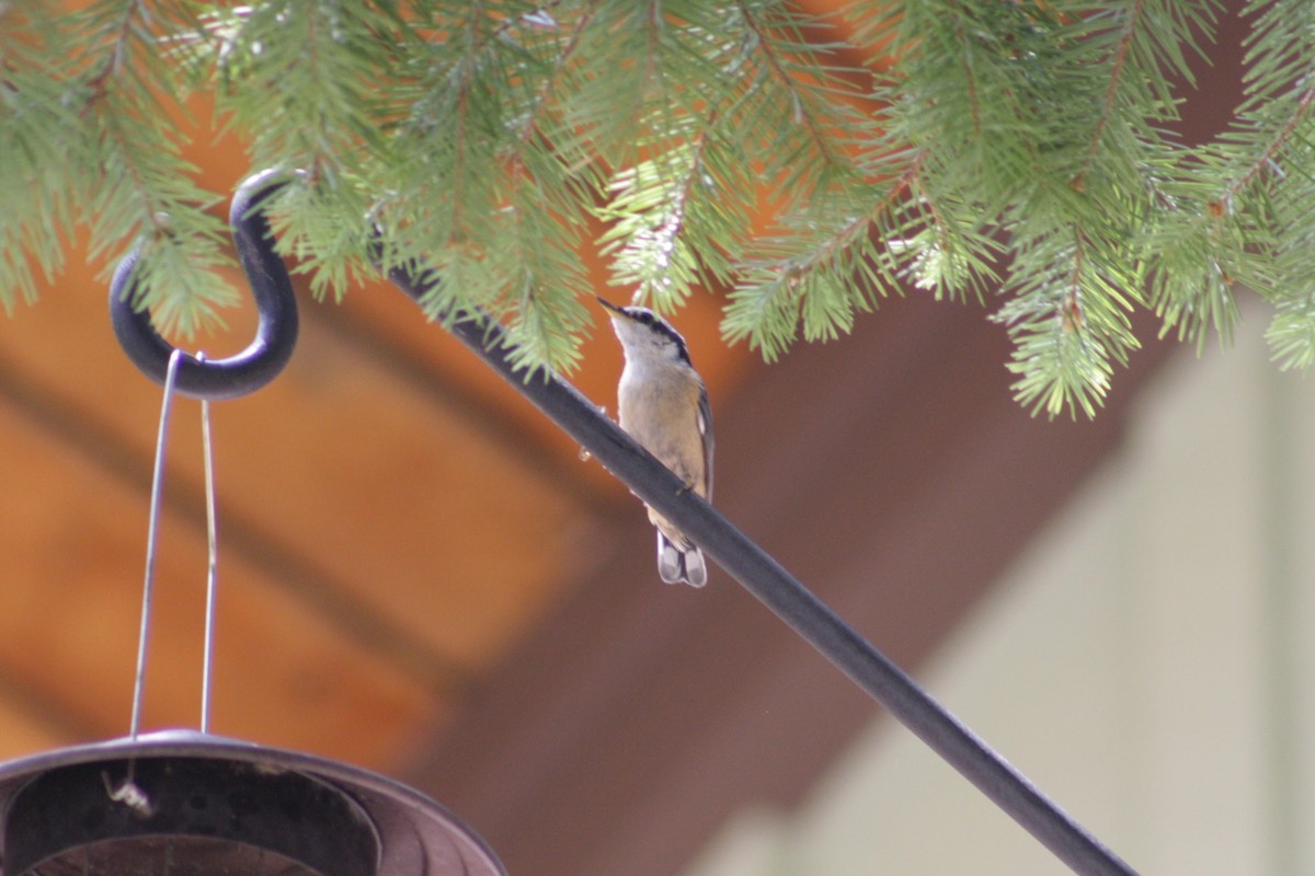 Red-breasted Nuthatch - ML643473050