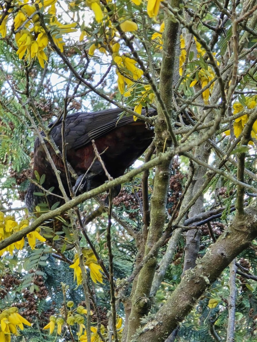 New Zealand Kaka - ML643473053