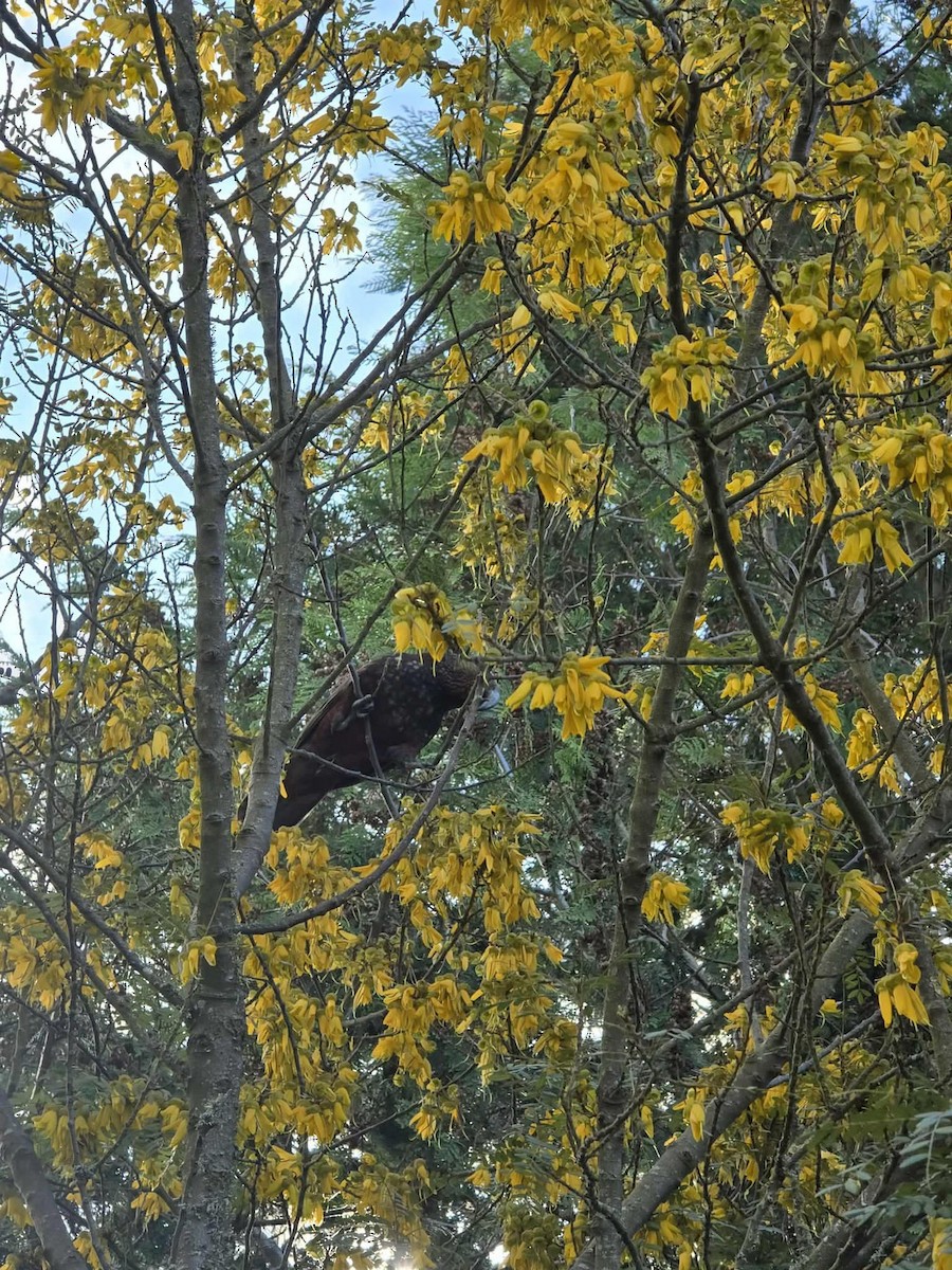 New Zealand Kaka - ML643473054