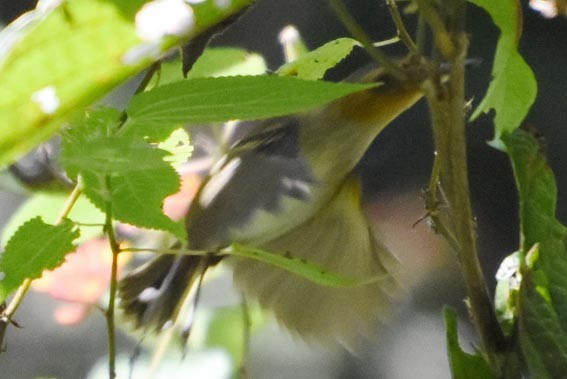 Ochre-faced Tody-Flycatcher - ML643473063