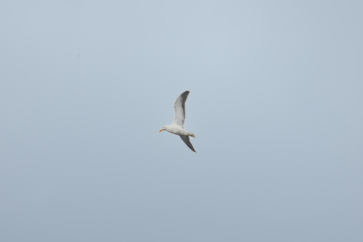 Great Black-backed Gull - ML643473066