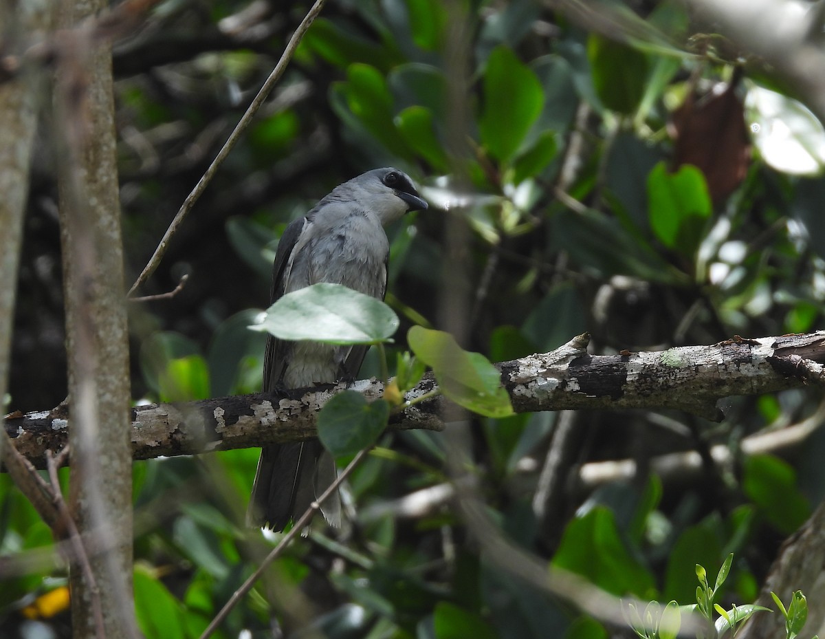 White-bellied Cuckooshrike - ML643473067