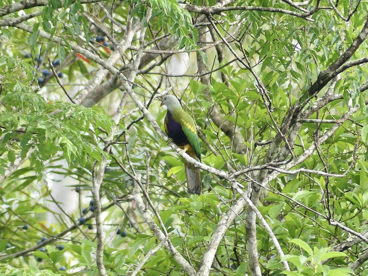 Wompoo Fruit-Dove - ML643473068