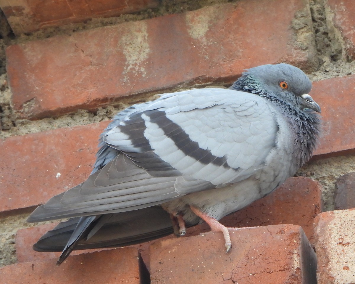 Rock Pigeon (Feral Pigeon) - ML643473069