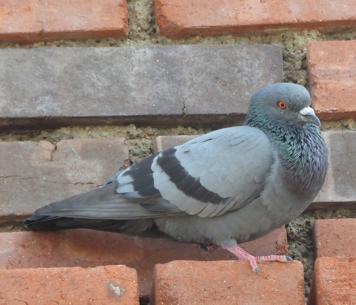 Rock Pigeon (Feral Pigeon) - ML643473070