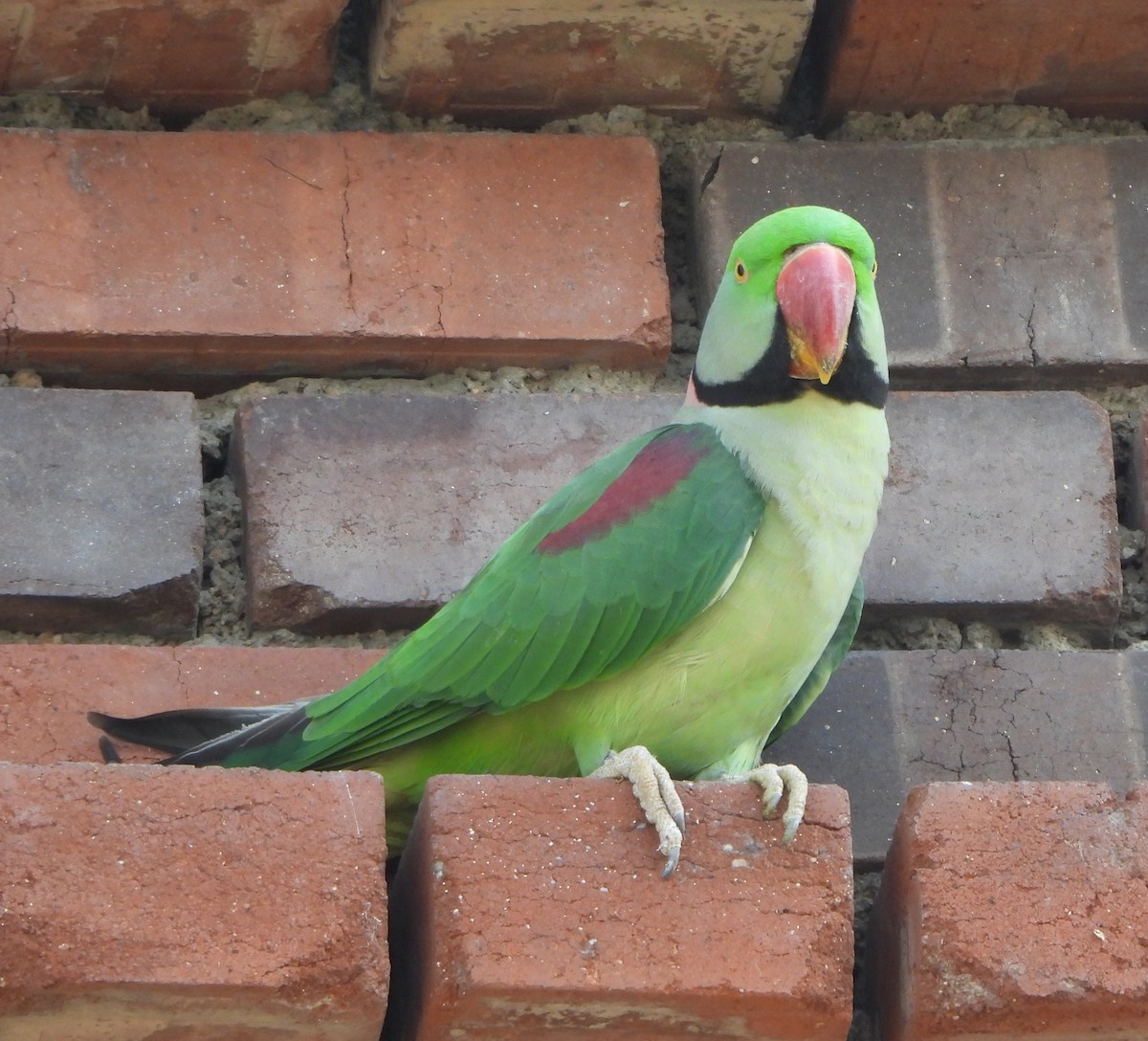 Alexandrine Parakeet - ML643473071